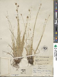 Carex athrostachya image