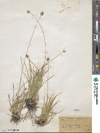 Carex athrostachya image