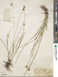 Carex athrostachya image