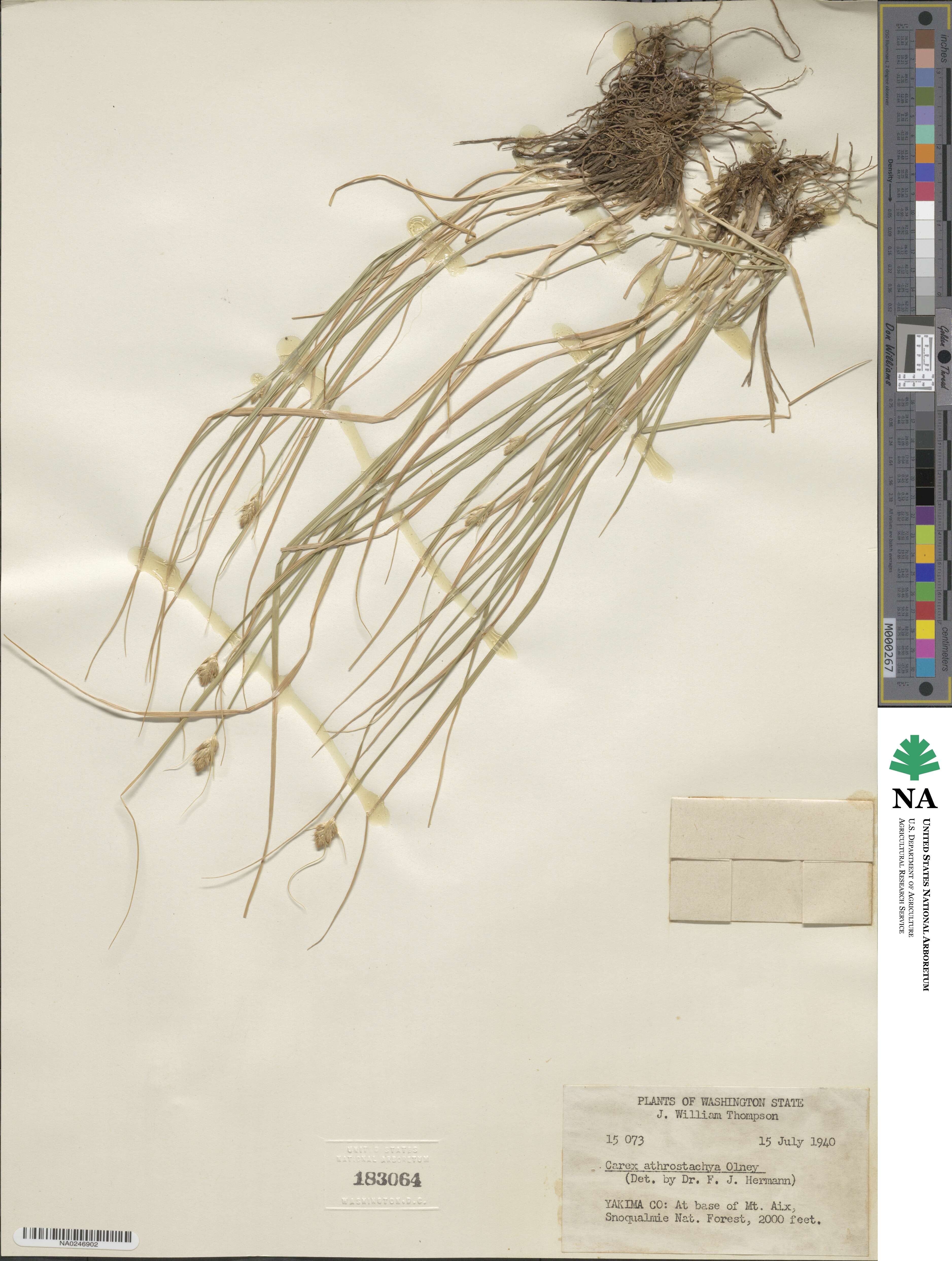 Carex athrostachya image