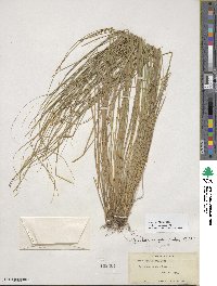 Carex atlantica image