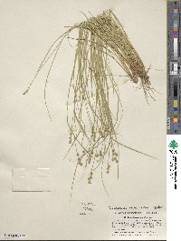 Carex atlantica image