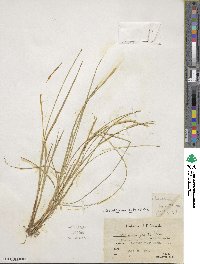 Carex atlantica image