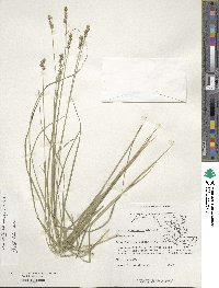 Carex atlantica image