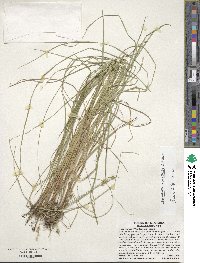 Carex atlantica image