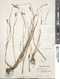 Carex atlantica image