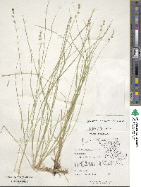 Carex atlantica subsp. capillacea image