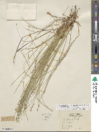 Carex atlantica subsp. capillacea image