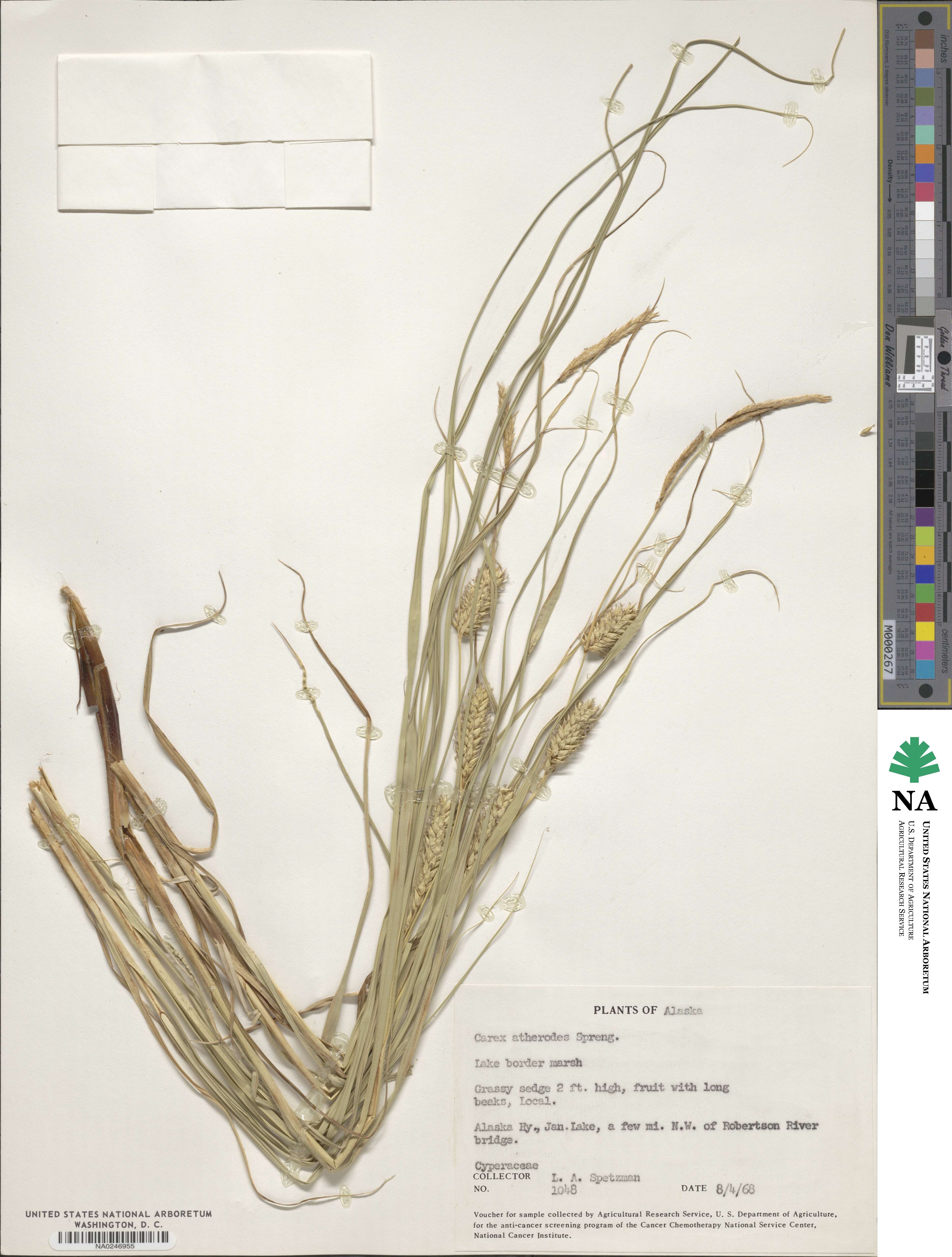 Carex atherodes image