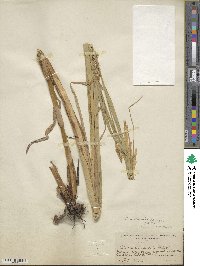 Carex atherodes image