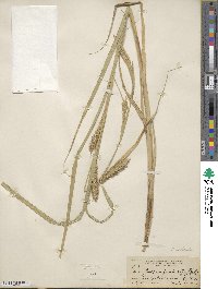 Carex atherodes image