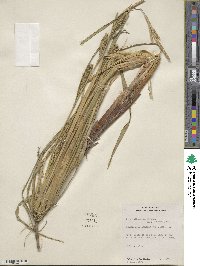 Carex atherodes image