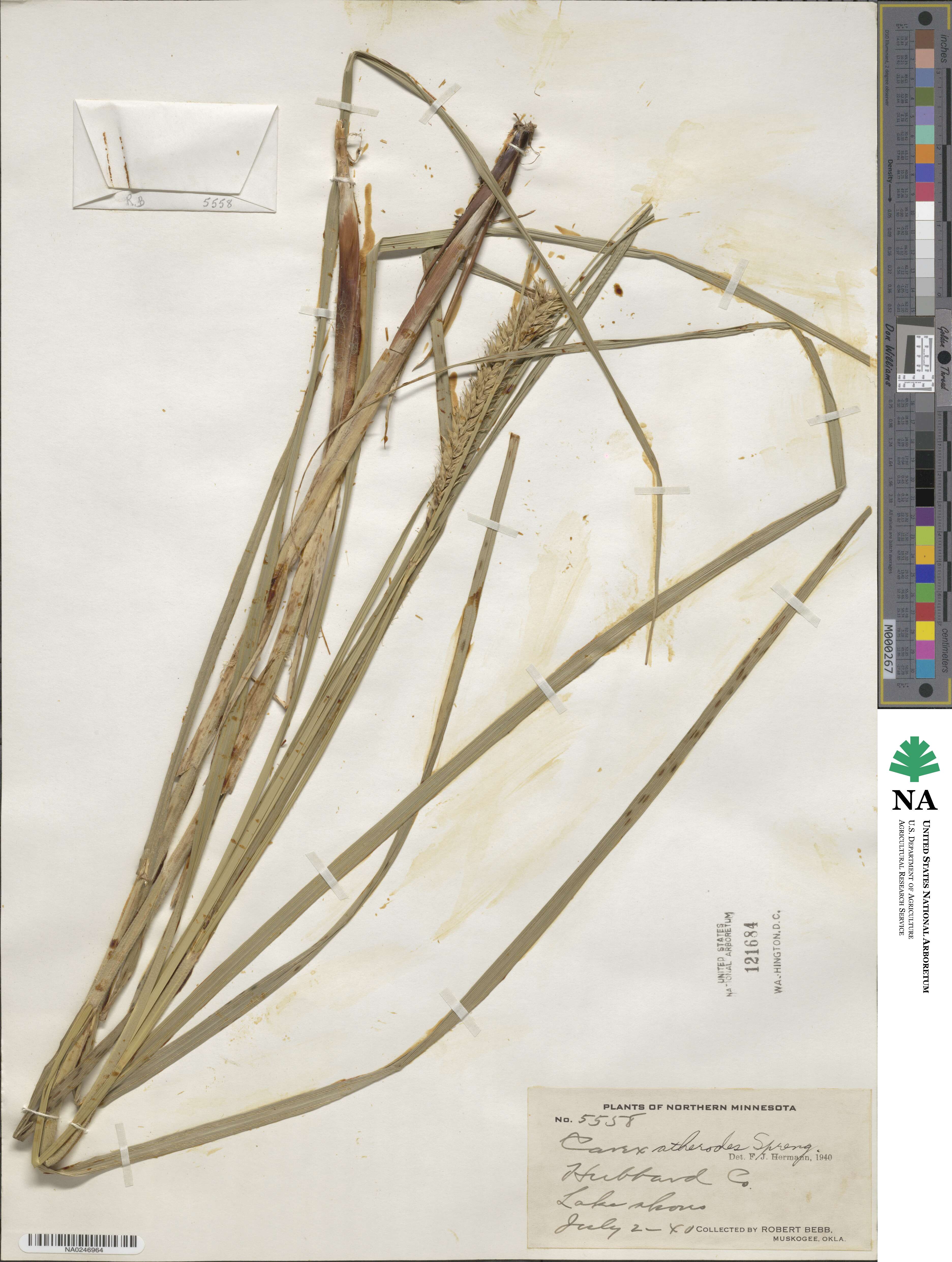 Carex atherodes image