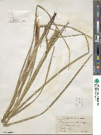 Carex atherodes image