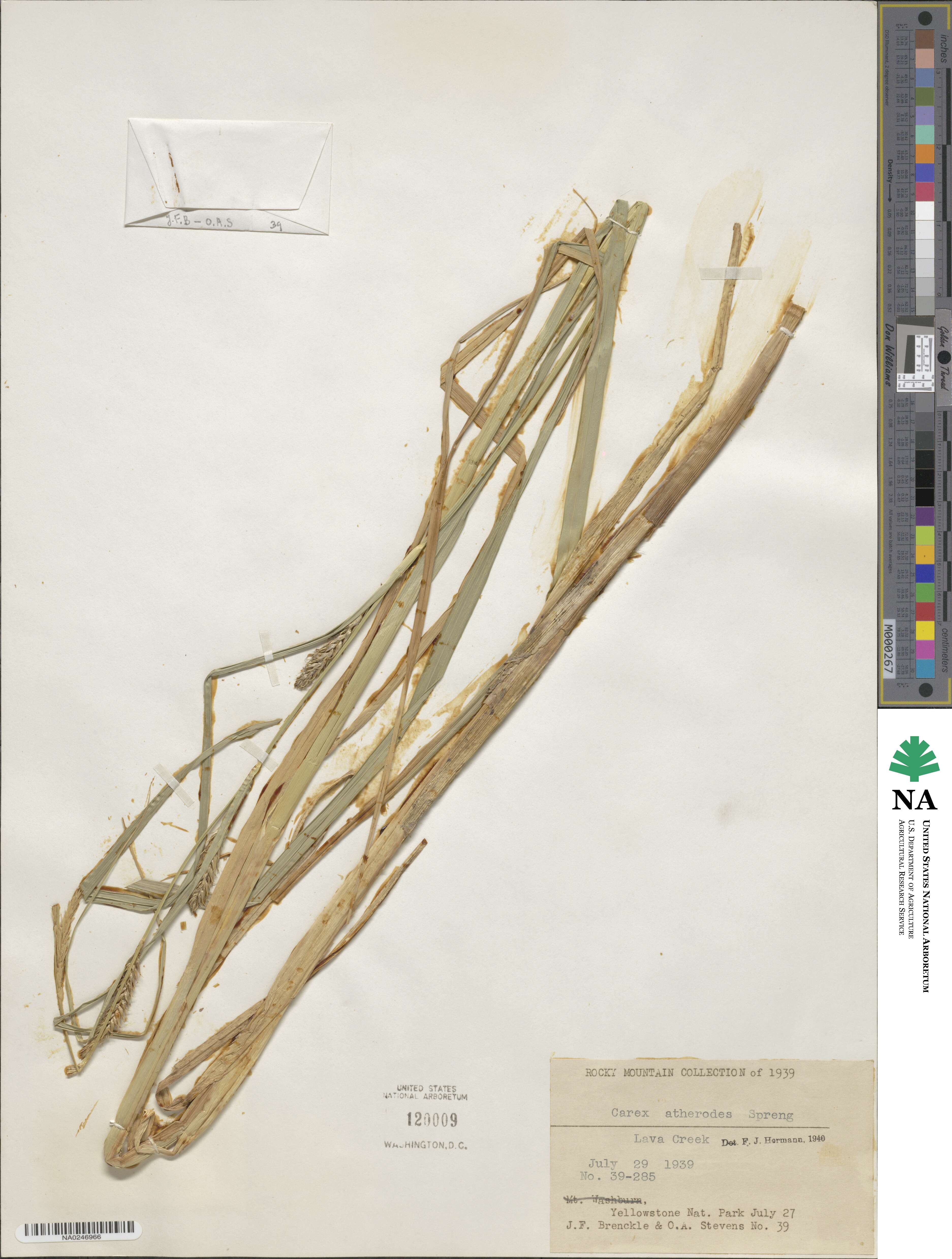 Carex atherodes image