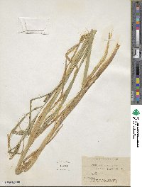 Carex atherodes image