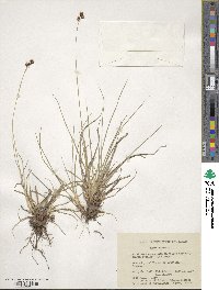 Carex atrata image