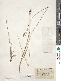 Carex atrata image