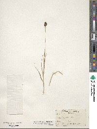 Carex atrata image