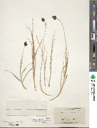 Carex atrata image