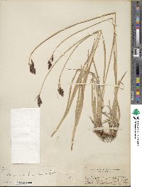 Carex atrata image