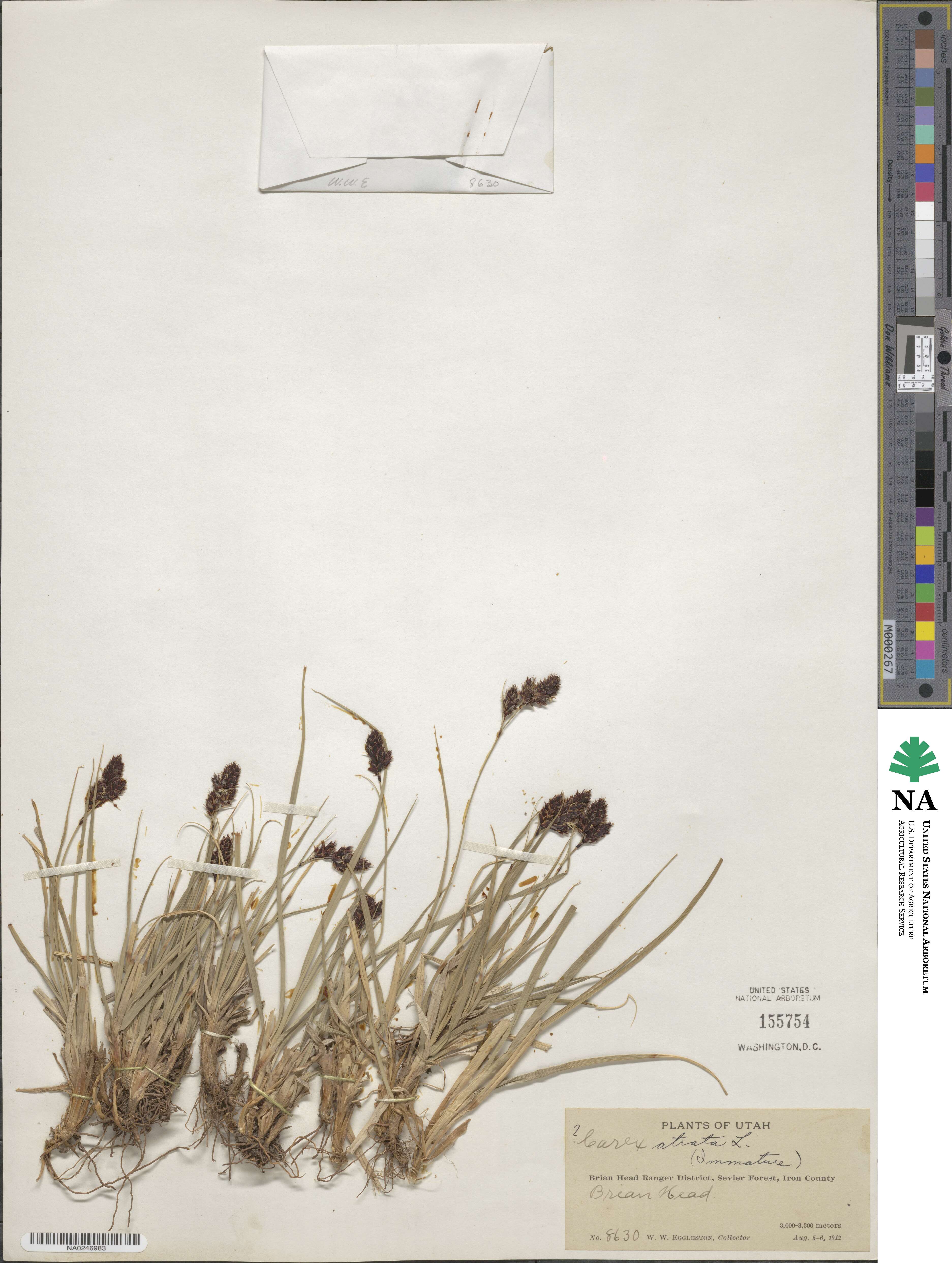 Carex atrata image