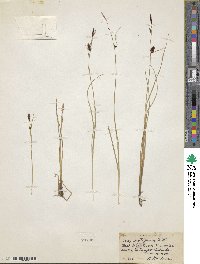 Carex atratiformis image