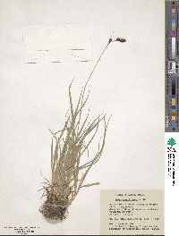 Carex atratiformis image