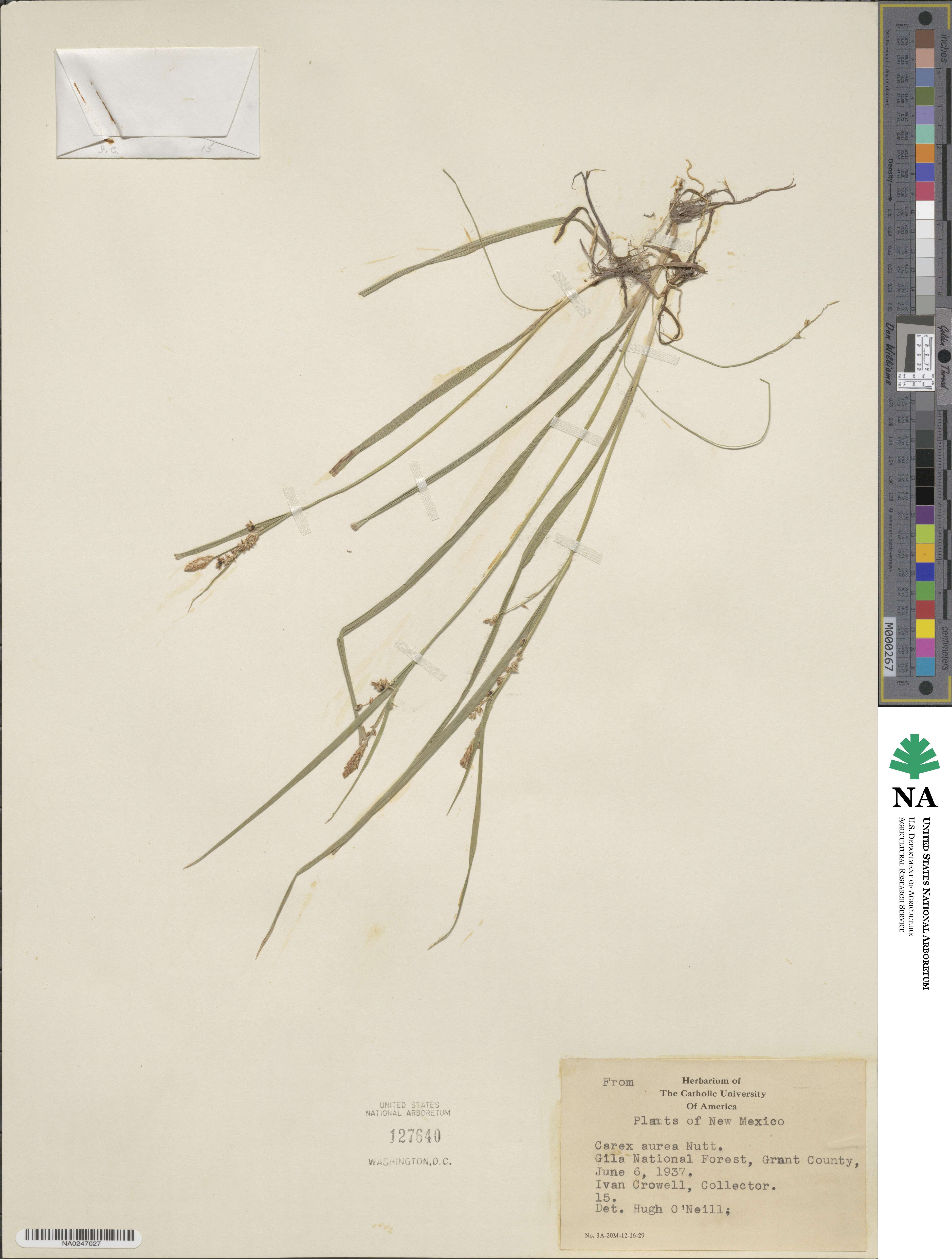 Carex aurea image