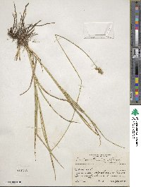 Carex austrina image