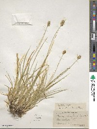 Carex austrina image