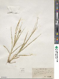 Carex austrina image