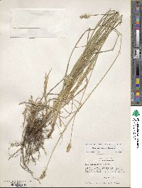 Carex austrina image