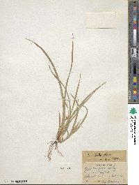 Carex backii image