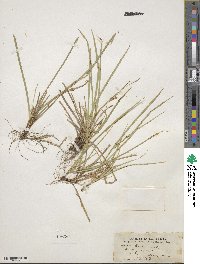 Carex backii image