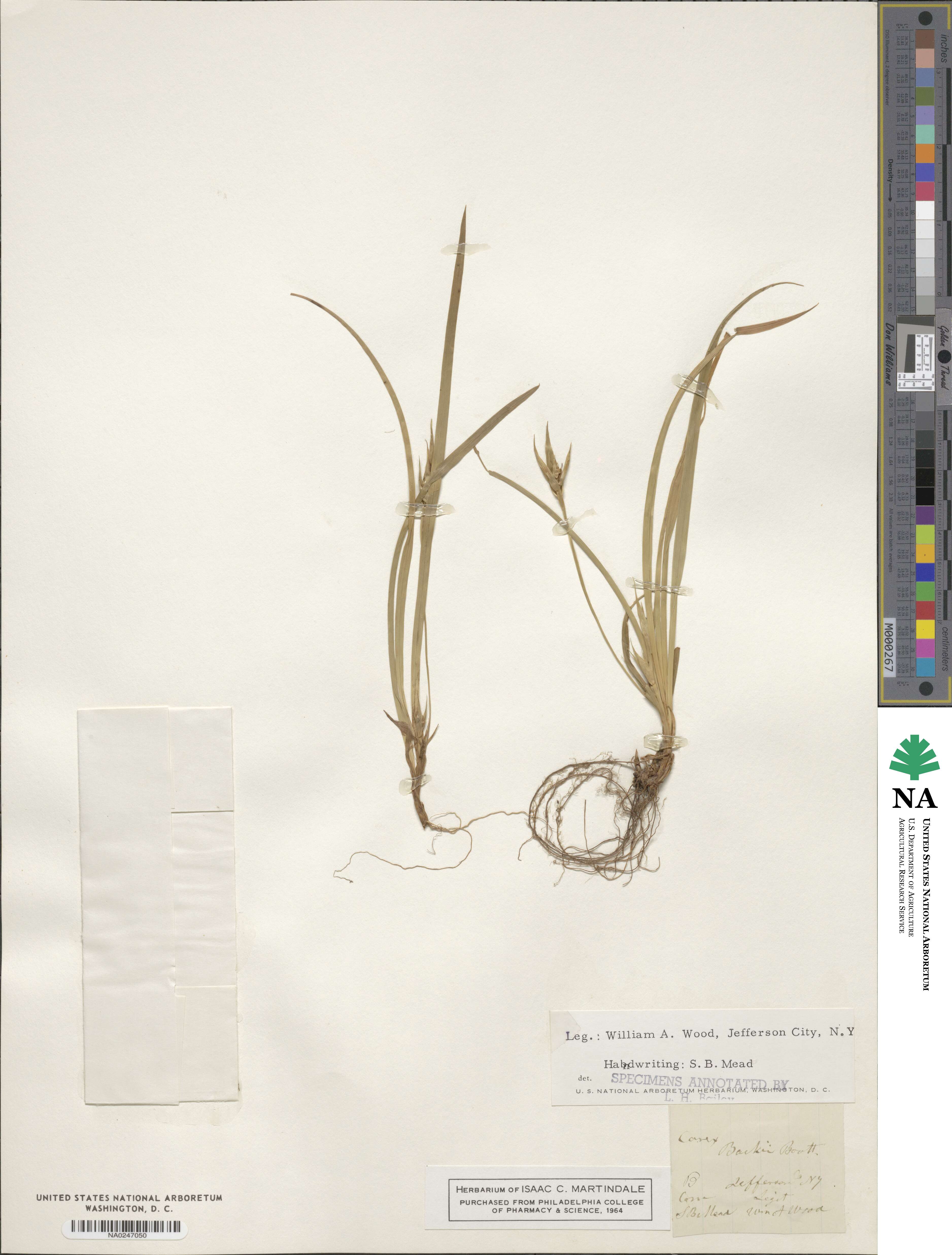 Carex backii image