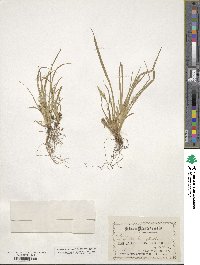 Carex backii image