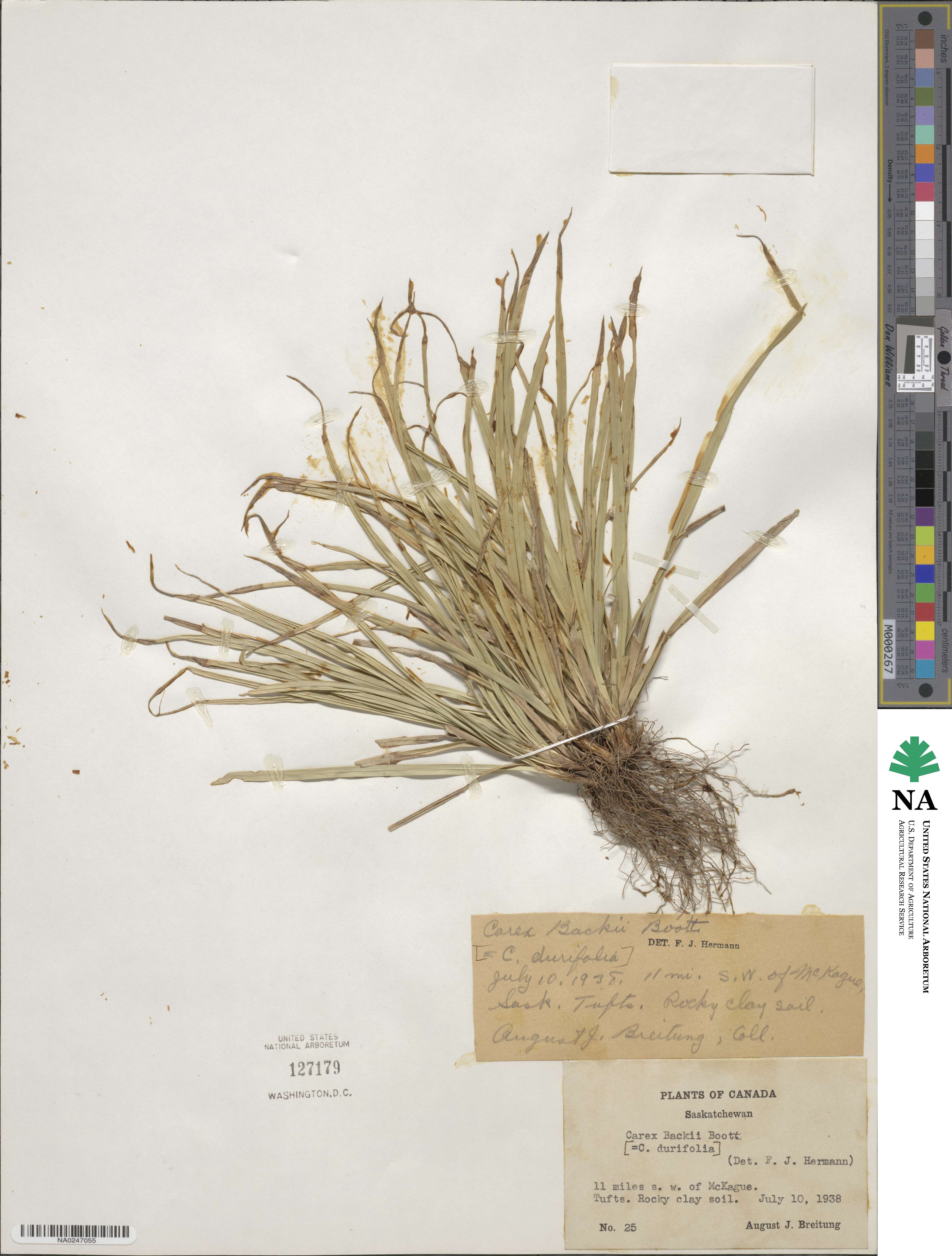 Carex backii image