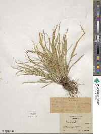 Carex backii image