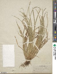 Carex backii image