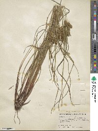 Carex baileyi image