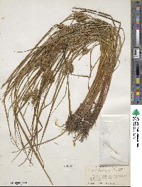 Carex baileyi image