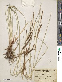 Carex barbarae image