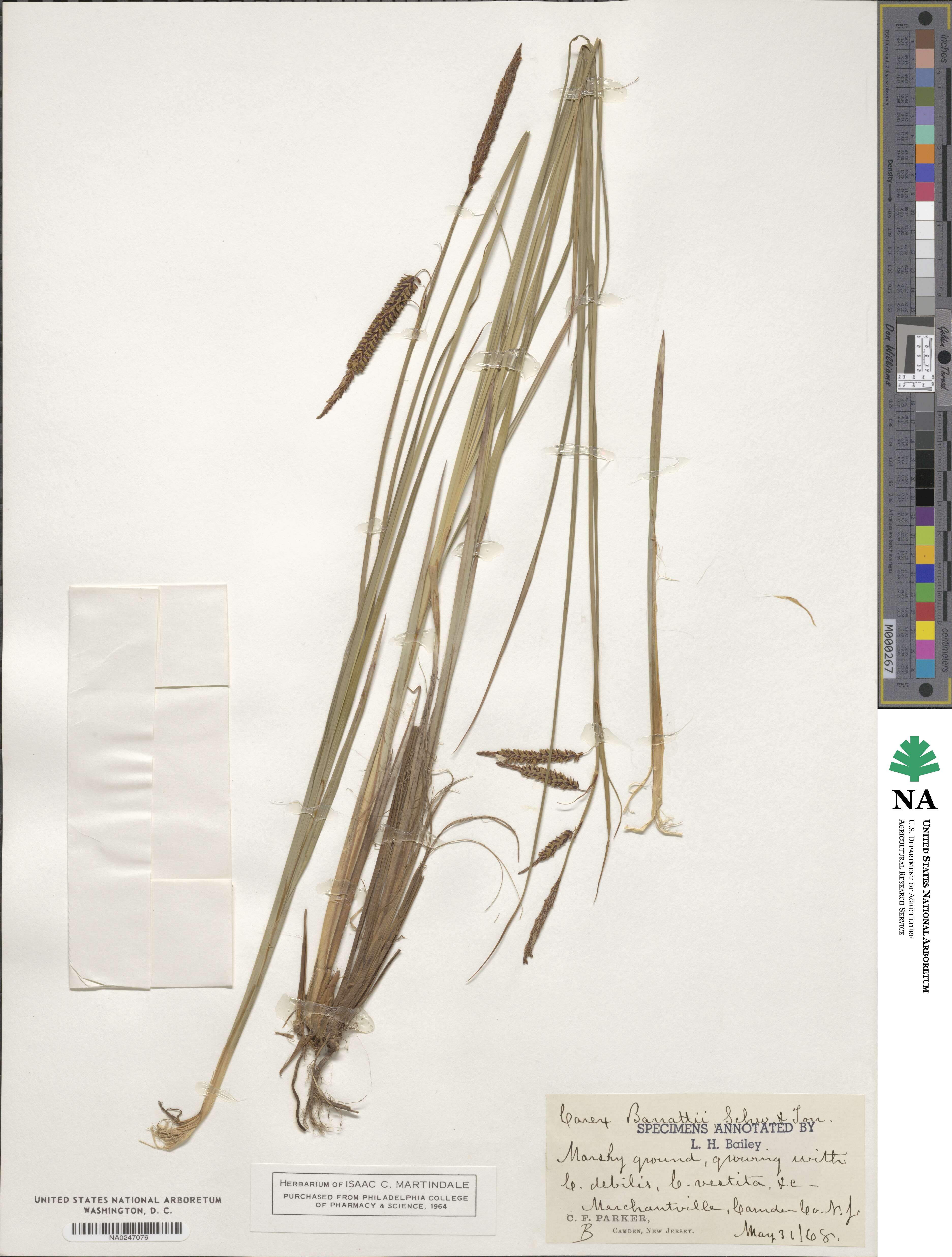 Carex barrattii image