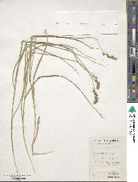 Carex bebbii image