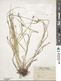 Carex bebbii image