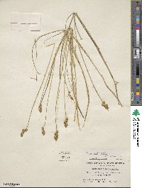 Carex bebbii image