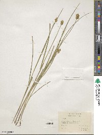 Carex bebbii image