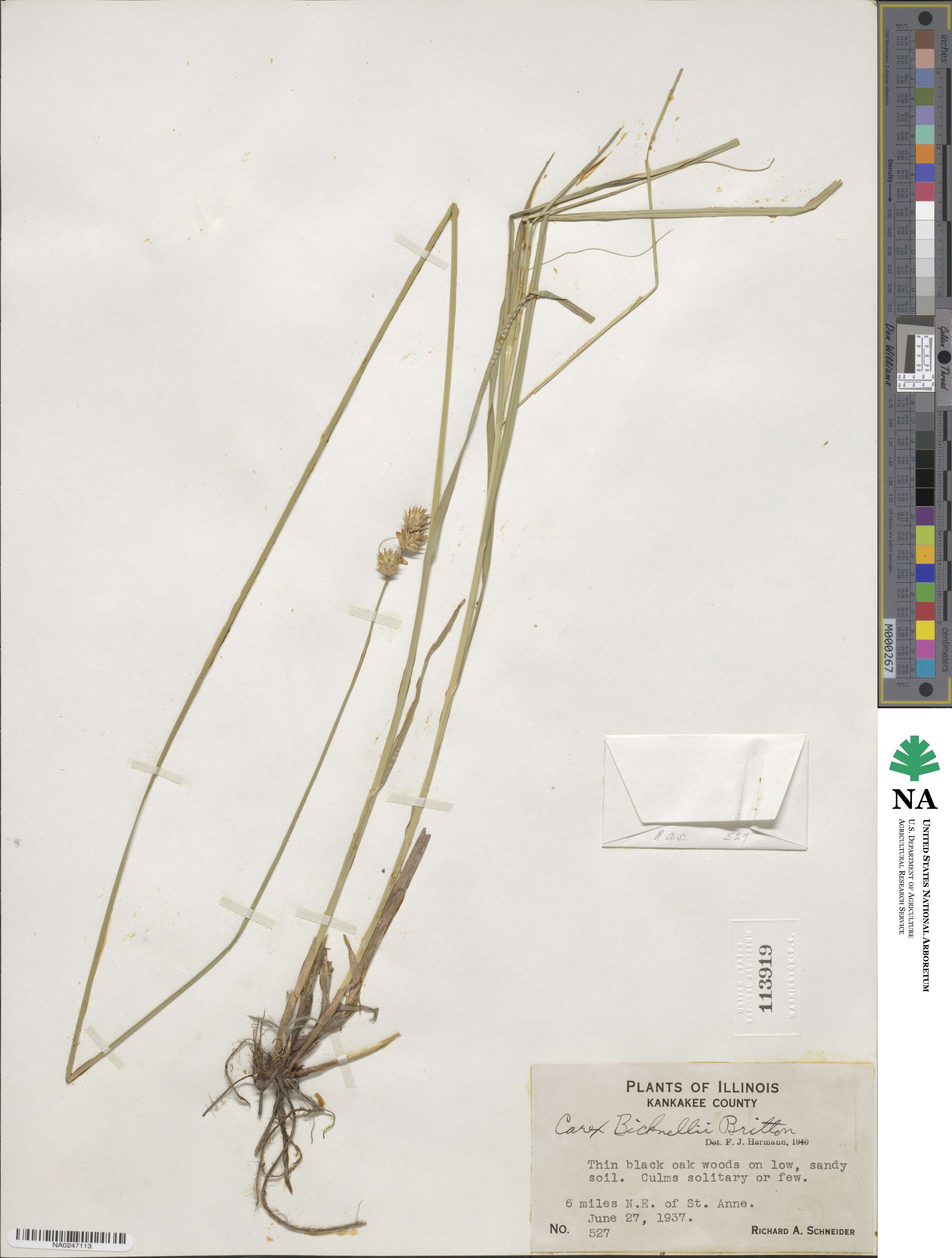 Carex bicknellii image