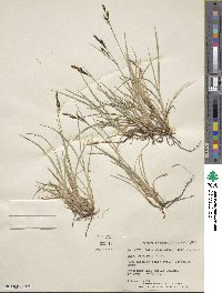 Carex bigelowii image